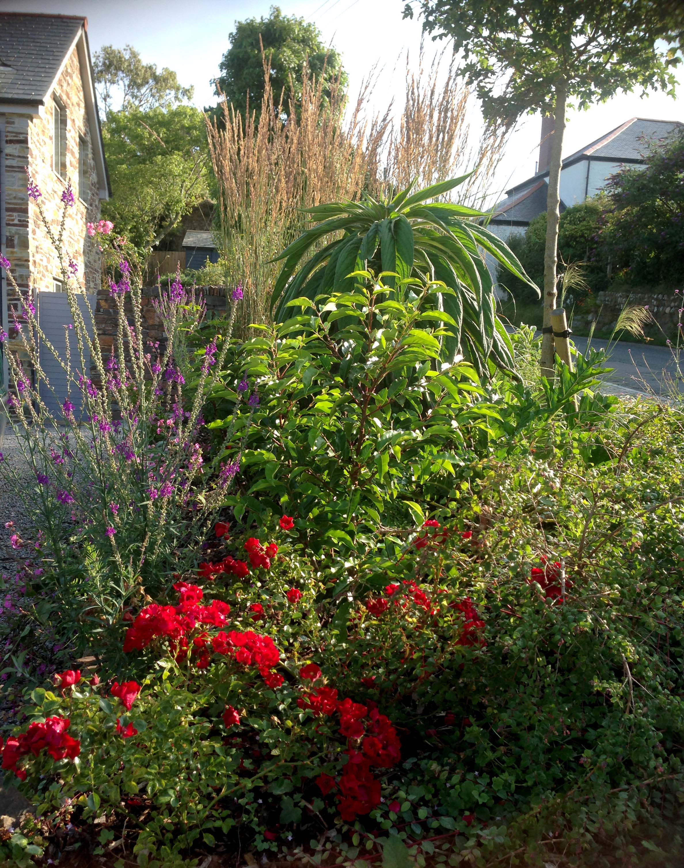 Front groundcover planting